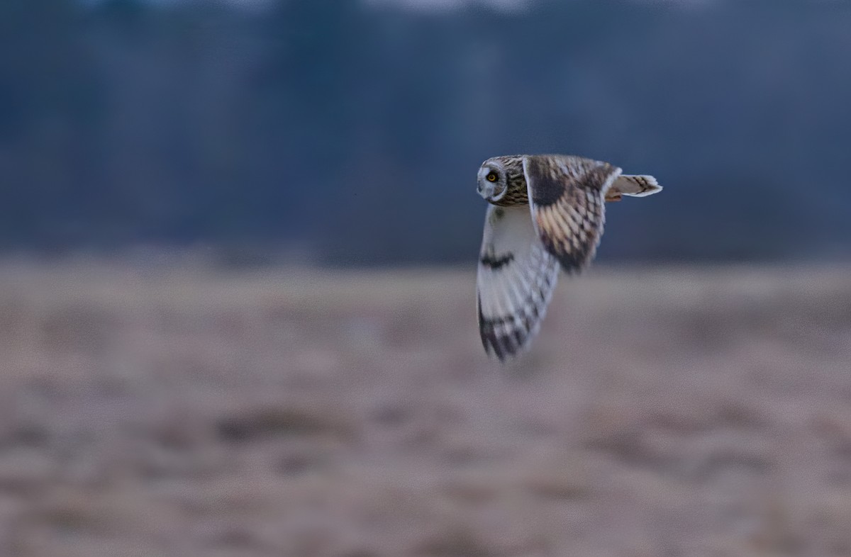 Short-eared Owl - David Guertin