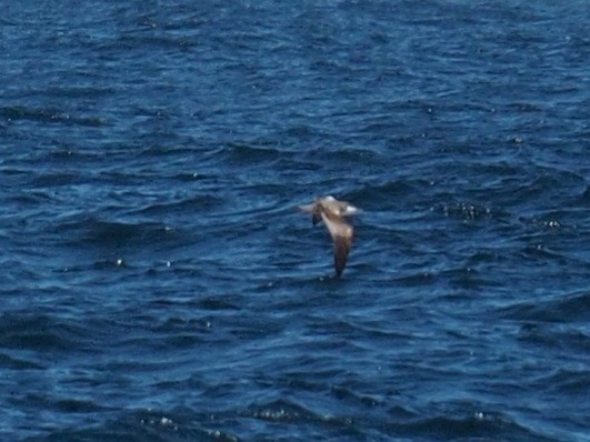 Buller's Shearwater - ML614623247