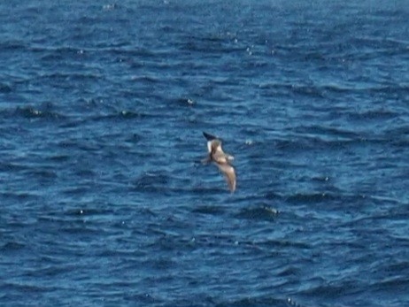 Buller's Shearwater - ML614623250