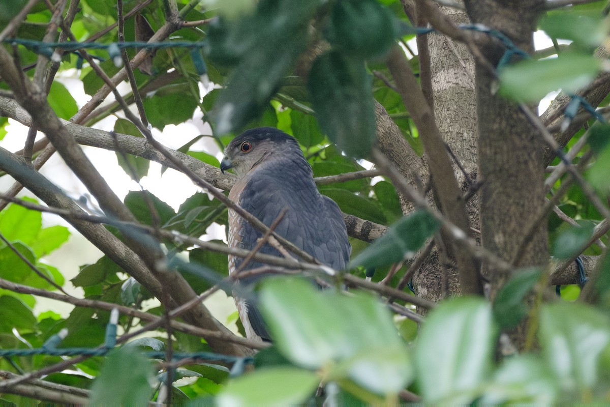 Cooper's Hawk - ML614623289