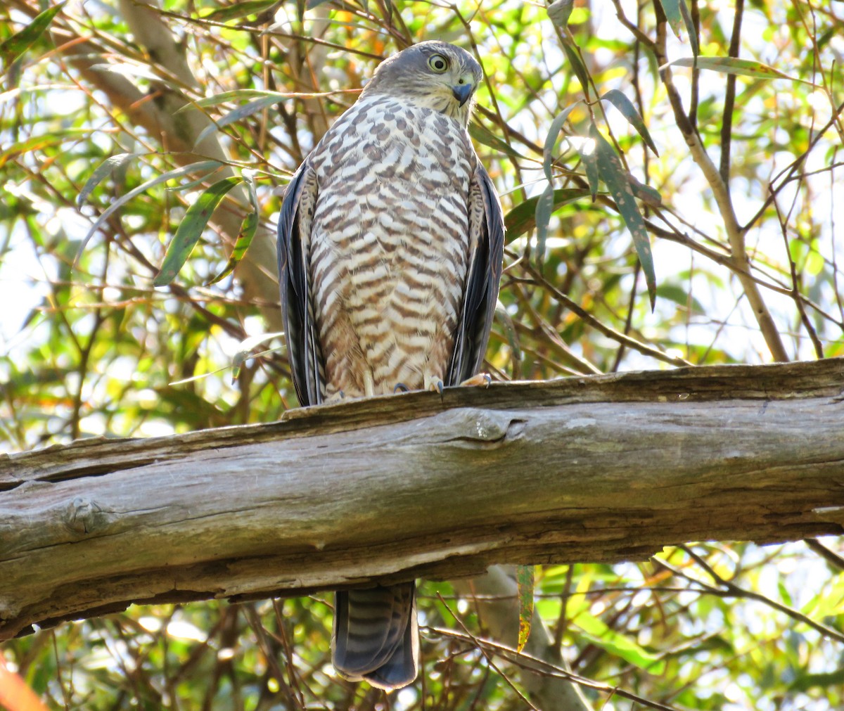 Collared Sparrowhawk - John Nisbet