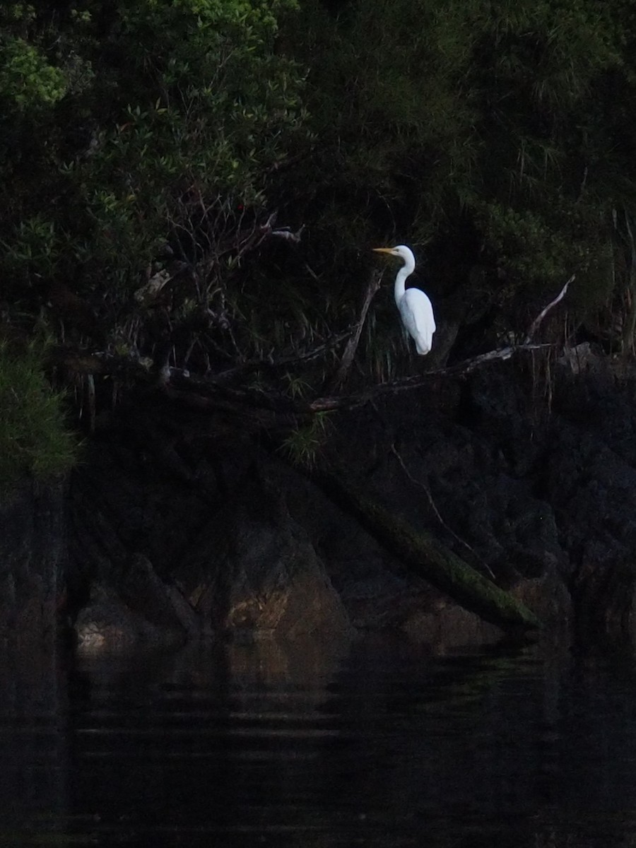 Great Egret - ML614623390