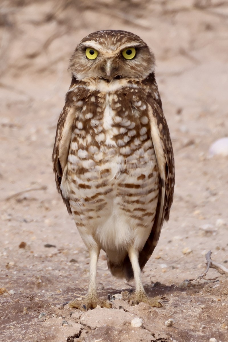 Burrowing Owl - ML614623411