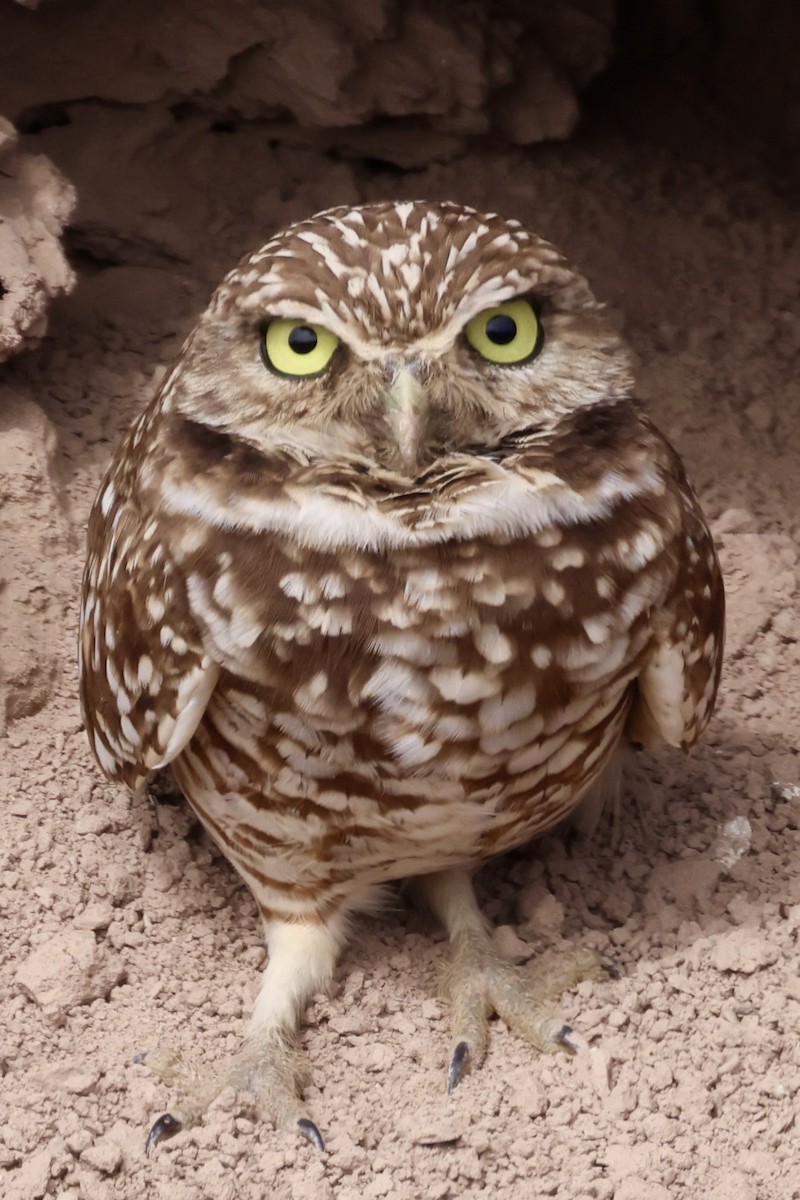Burrowing Owl - ML614623413