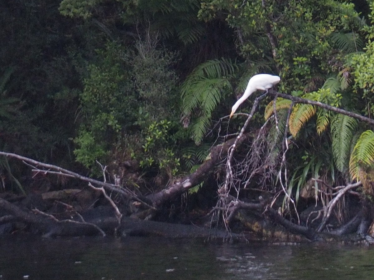 Great Egret - ML614623431