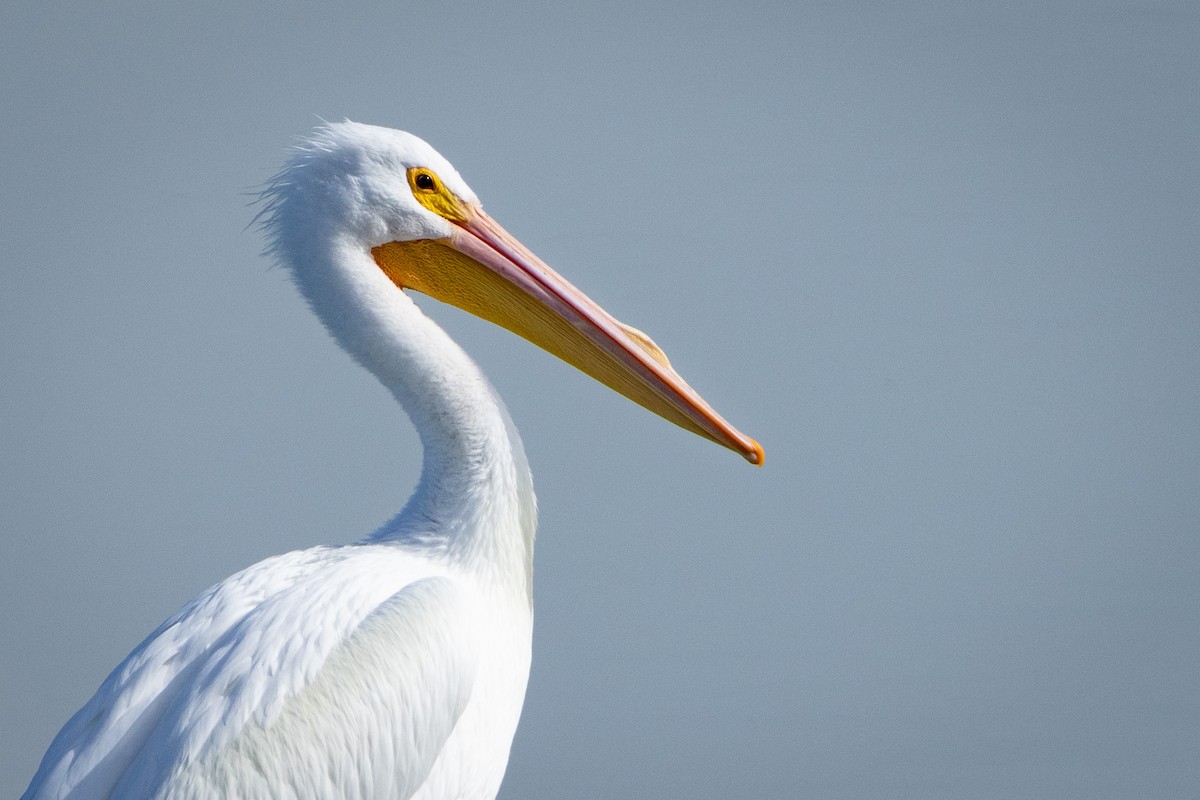 American White Pelican - ML614623481