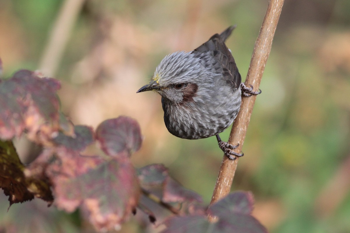 Brown-eared Bulbul - ML614623496