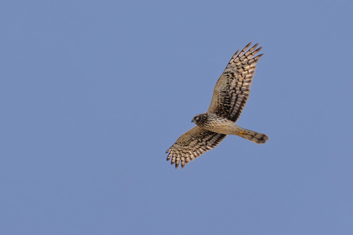 Northern Harrier - ML614623499