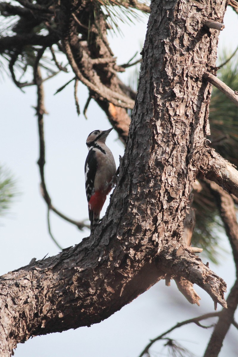 Great Spotted Woodpecker (japonicus) - ML614623503