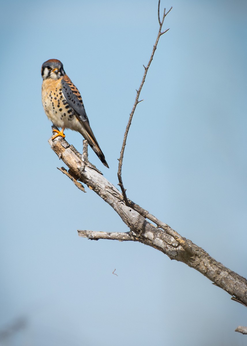 American Kestrel - ML614623507