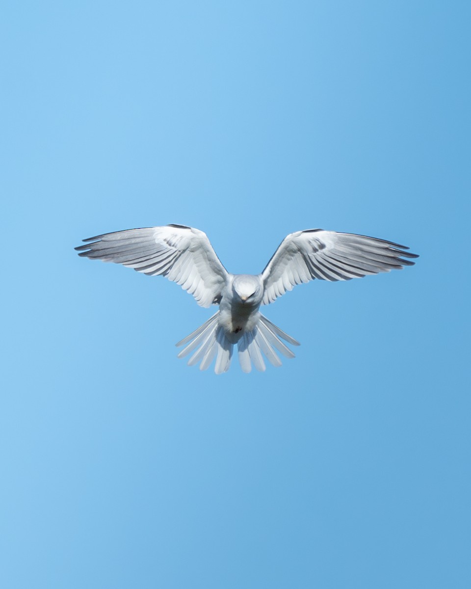 White-tailed Kite - ML614623515
