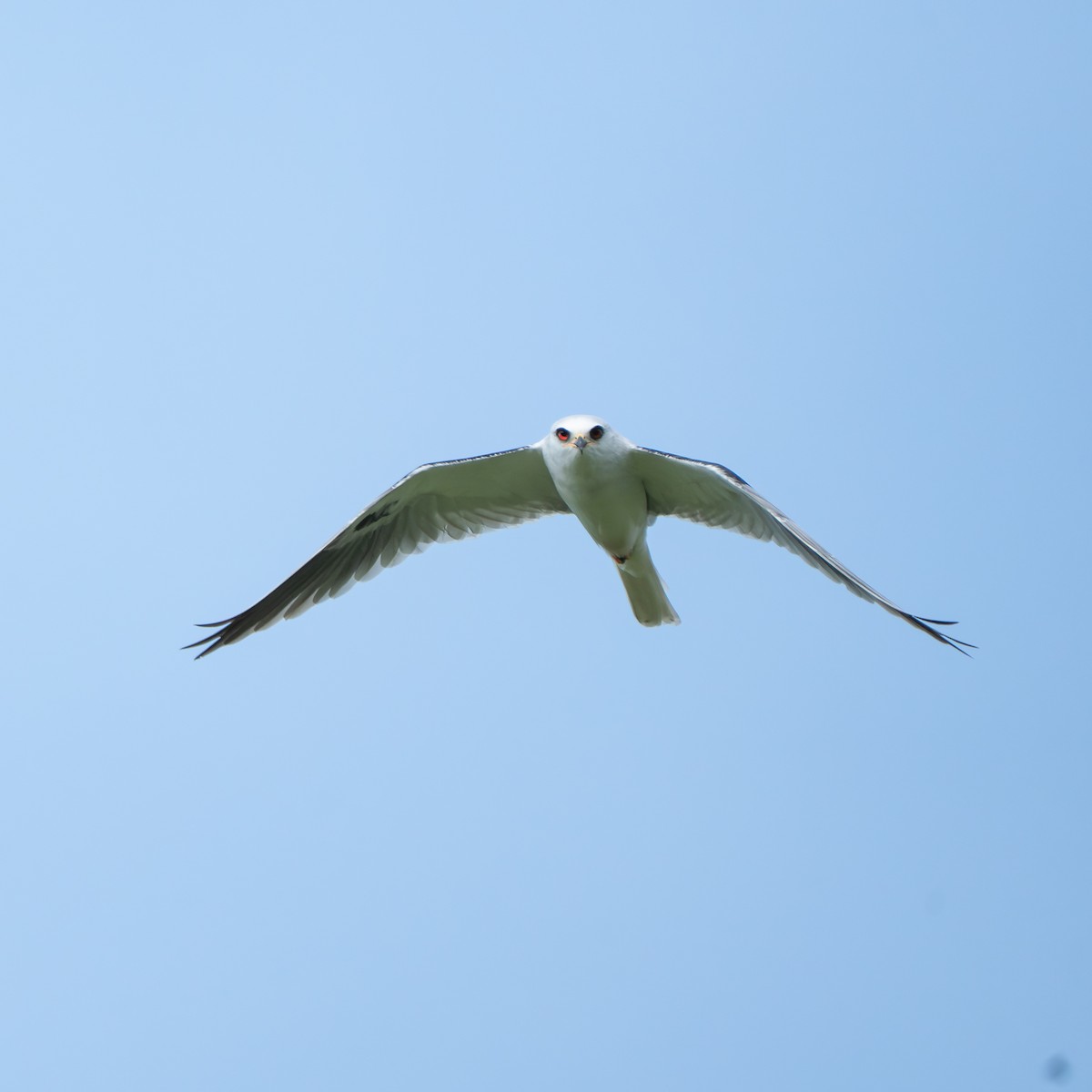 White-tailed Kite - ML614623516