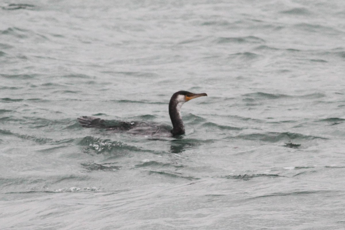 Cormorán Japonés - ML614623591