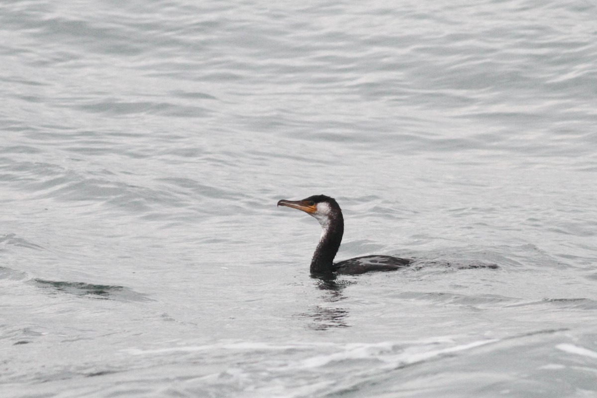 Japanese Cormorant - ML614623592