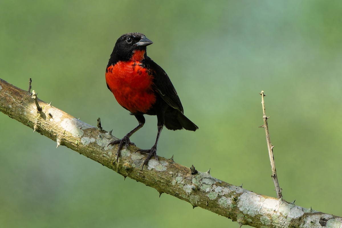 Red-breasted Meadowlark - ML614623613