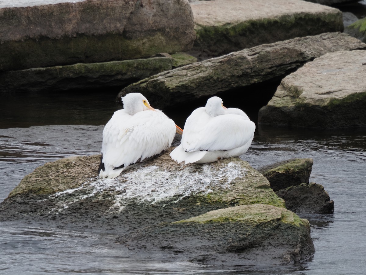 American White Pelican - ML614623625