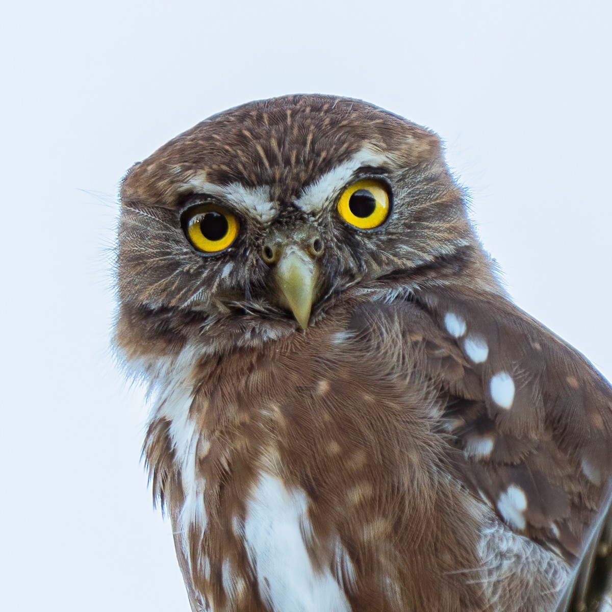 Austral Pygmy-Owl - ML614623647