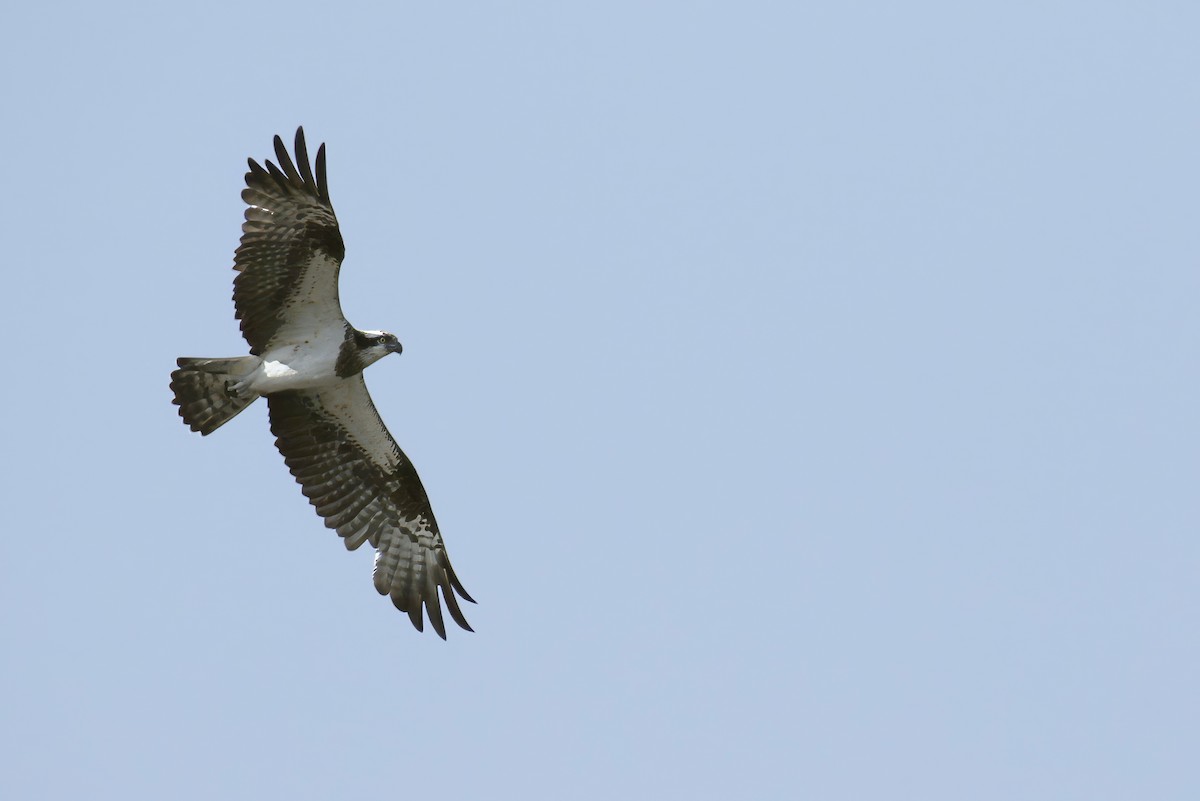 Osprey (haliaetus) - ML614623667