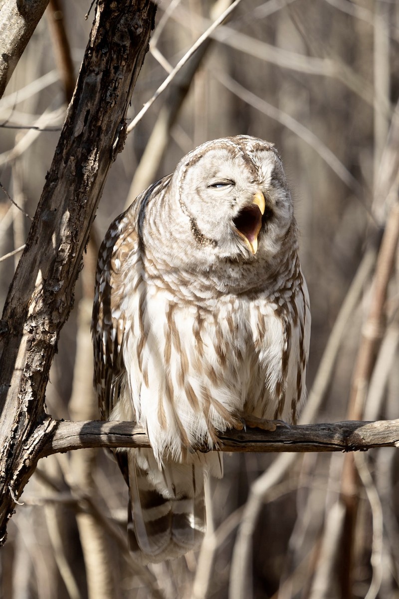 Barred Owl - Heather Klish
