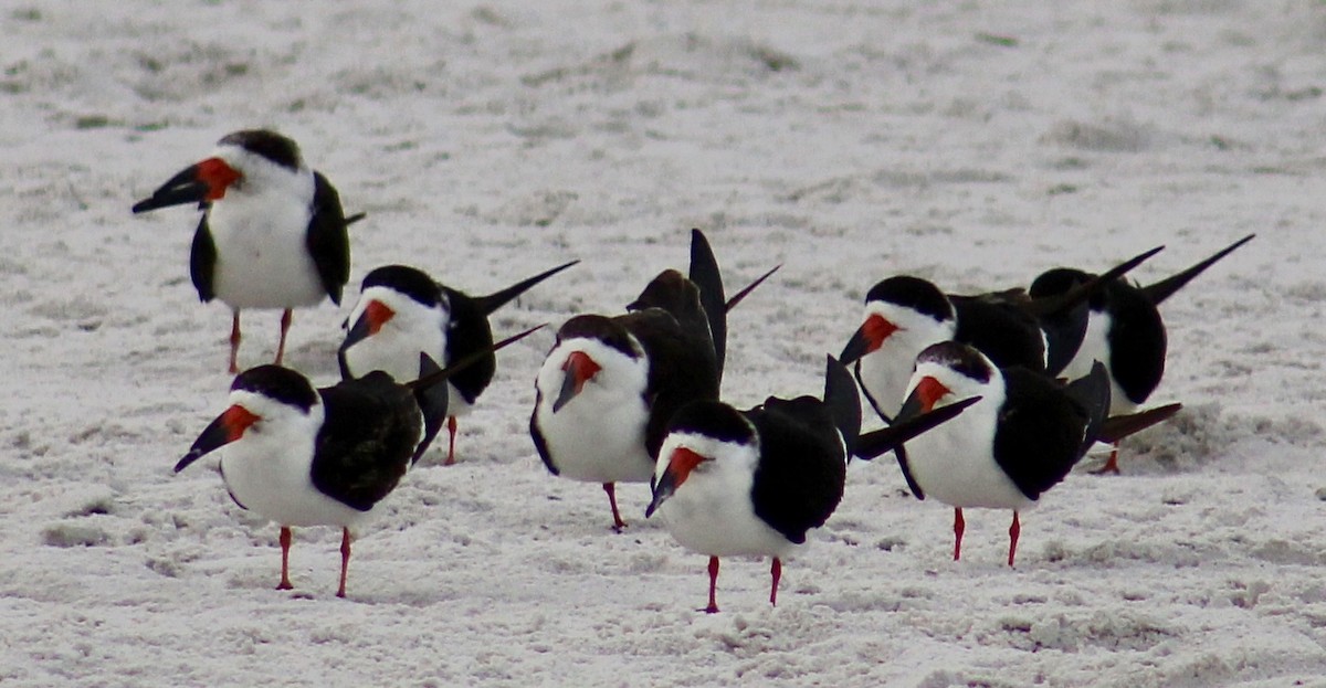 Black Skimmer - ML614623705
