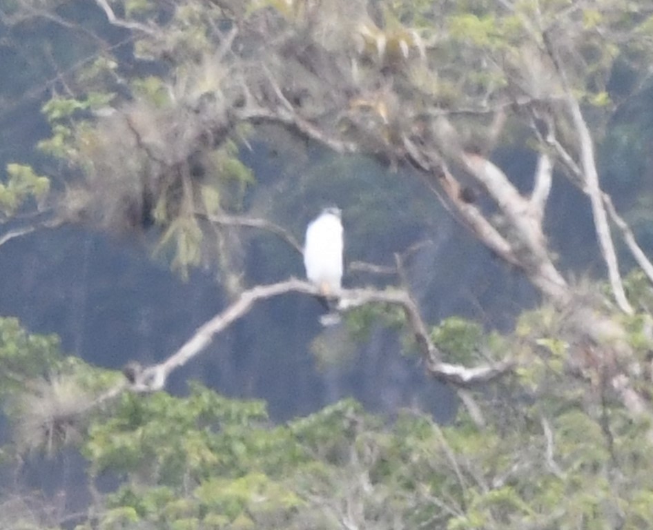 Gray-backed Hawk - Steve Davis