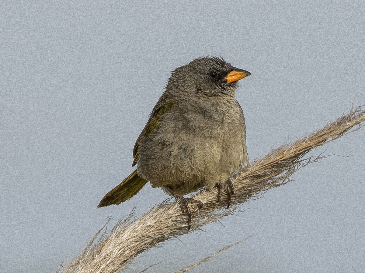 ソウゲンノジコ（platensis） - ML614623770