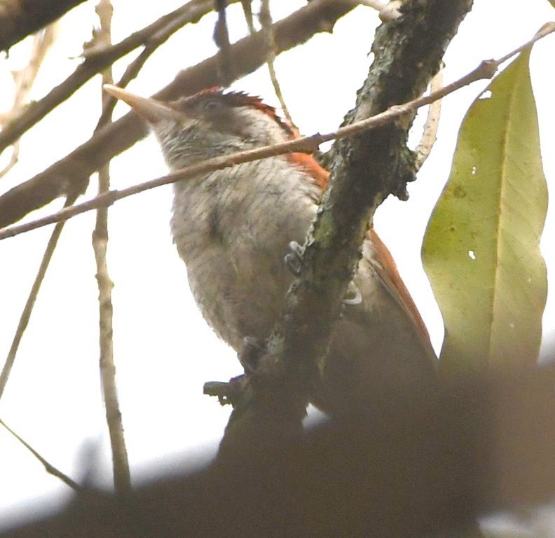 Scarlet-backed Woodpecker - Steve Davis