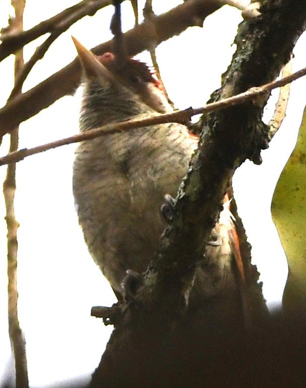 Scarlet-backed Woodpecker - ML614623790