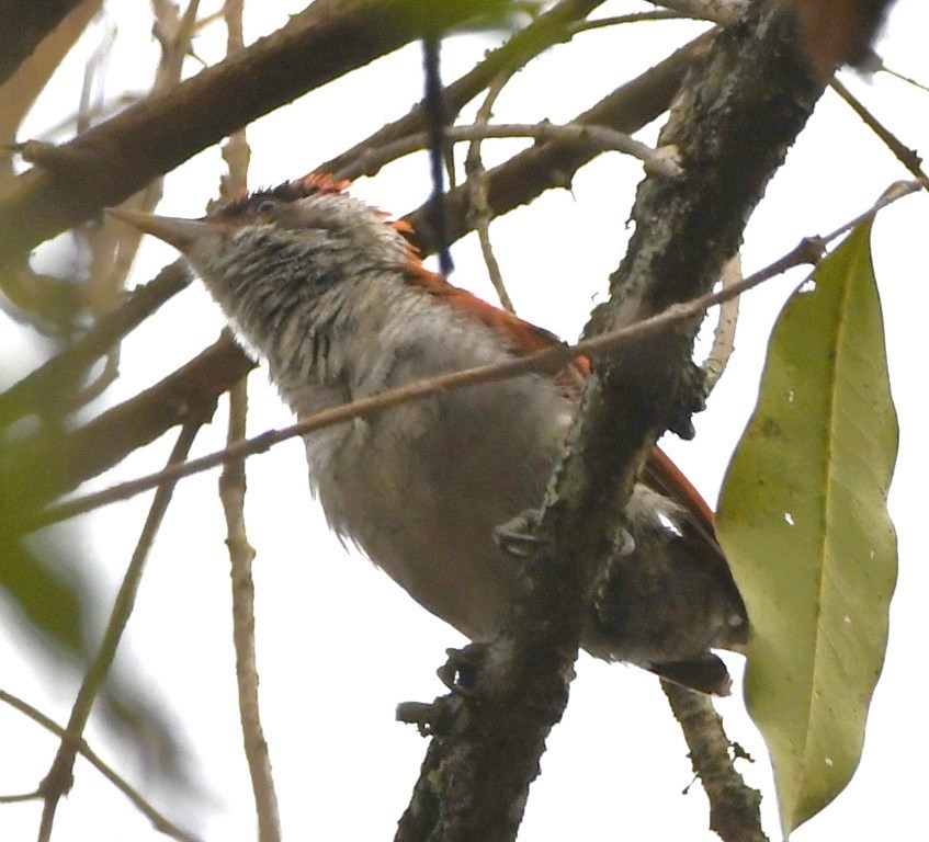Scarlet-backed Woodpecker - ML614623791