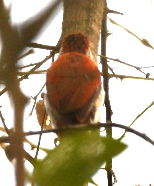 Scarlet-backed Woodpecker - ML614623792