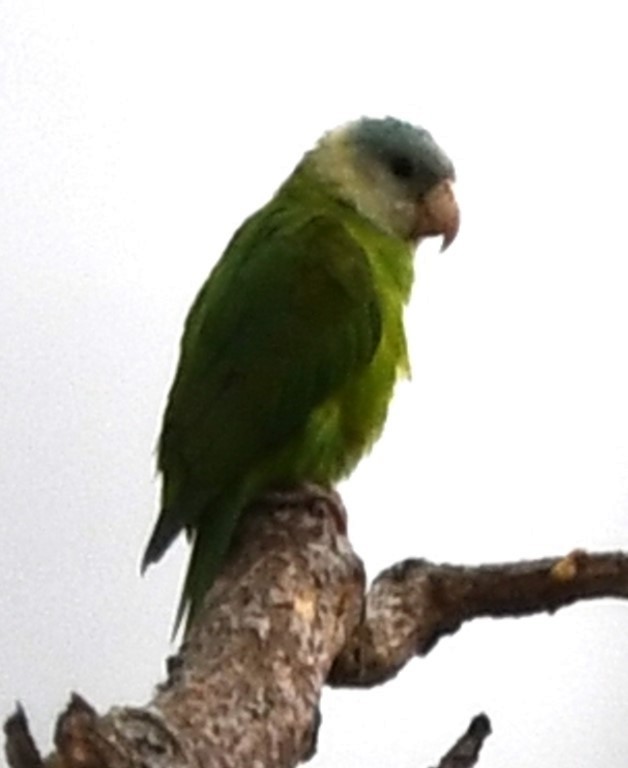 Gray-cheeked Parakeet - Steve Davis