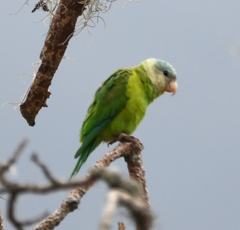 Gray-cheeked Parakeet - Steve Davis