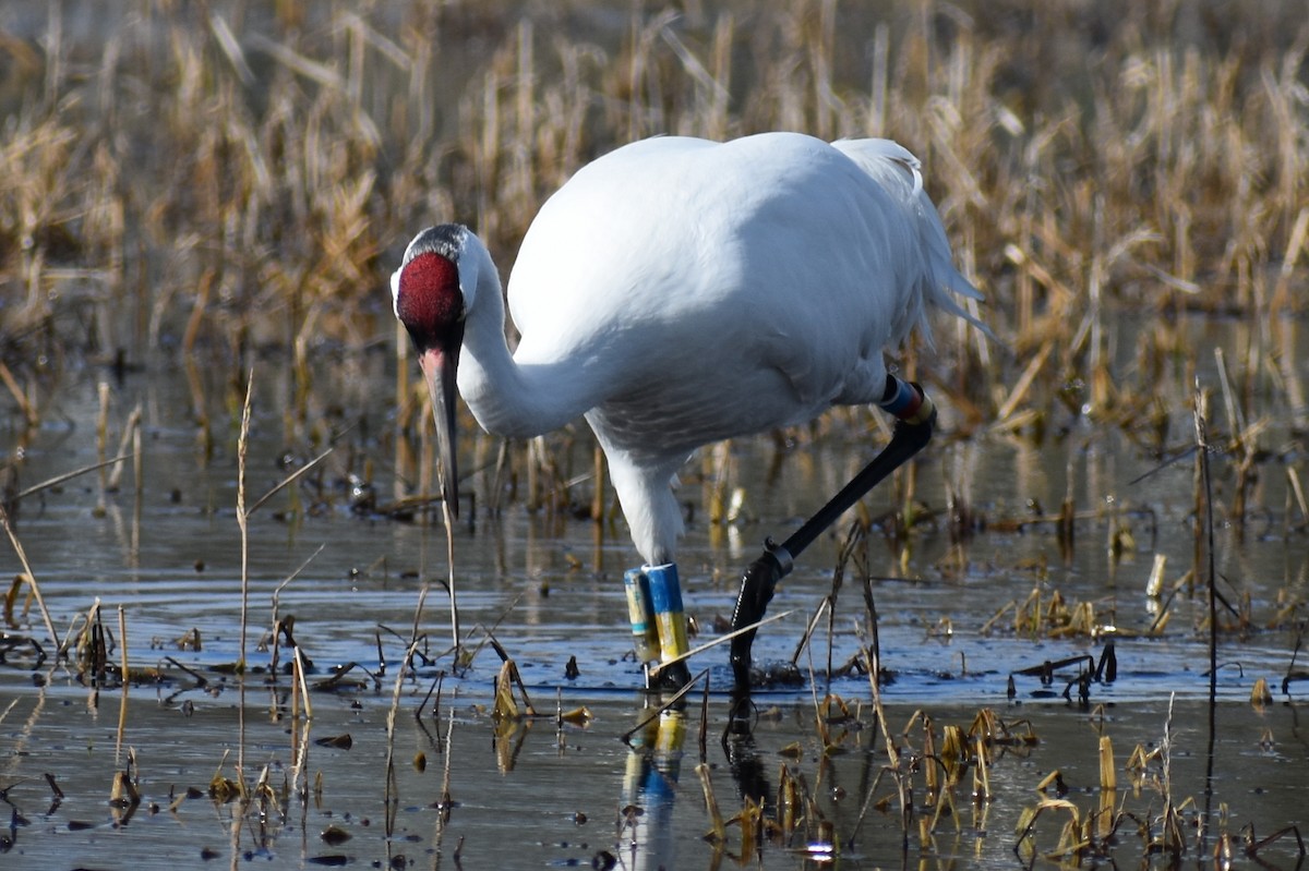 Whooping Crane - ML614623822