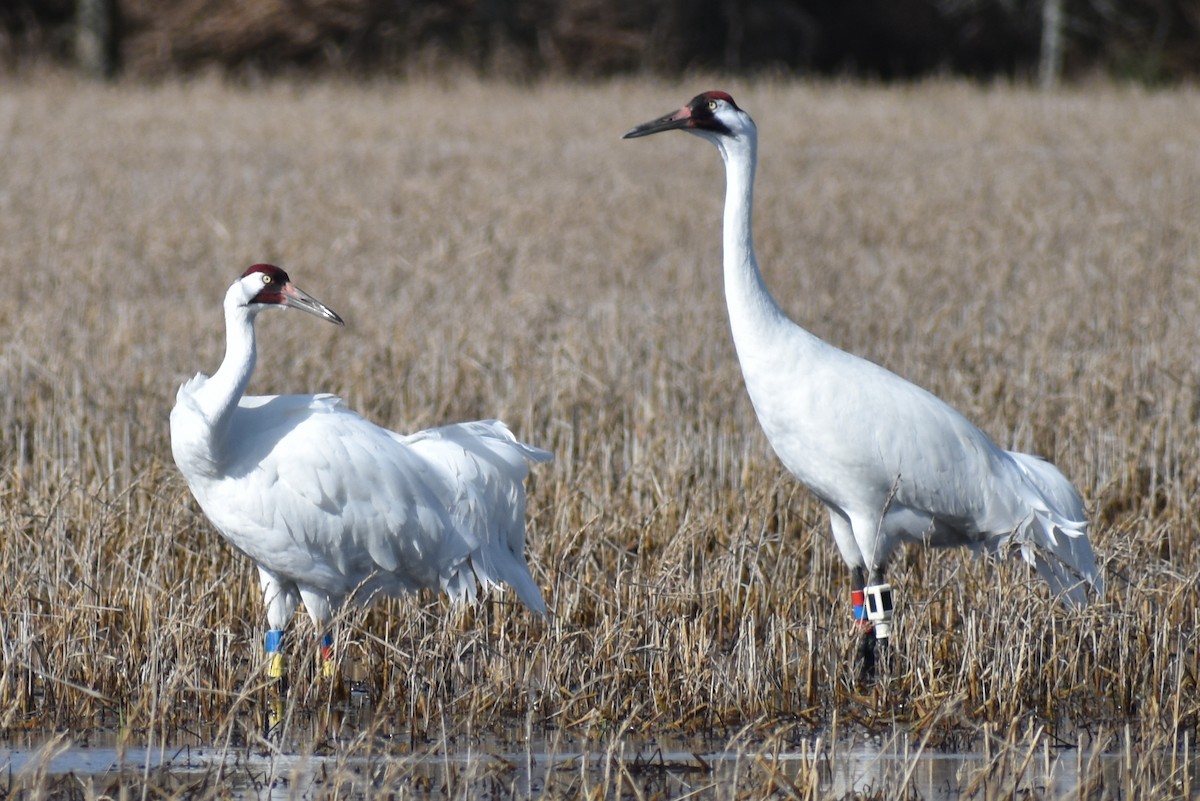 Whooping Crane - ML614623823