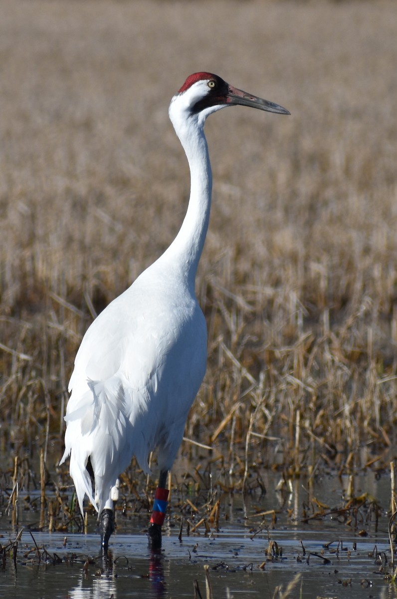 Whooping Crane - ML614623824