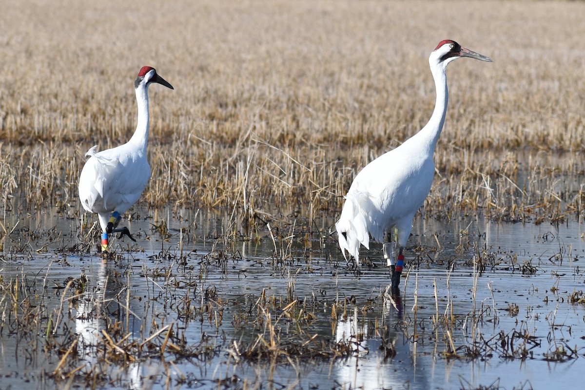 Whooping Crane - ML614623825