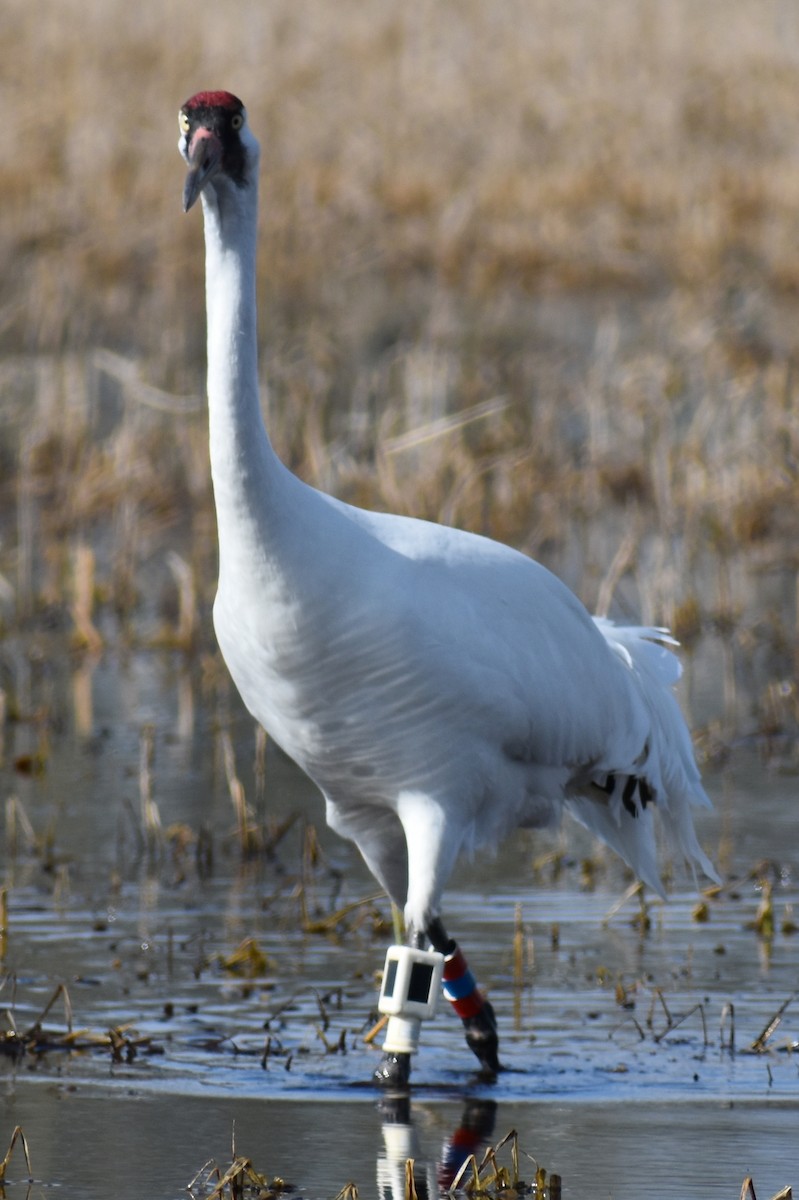 Whooping Crane - ML614623826