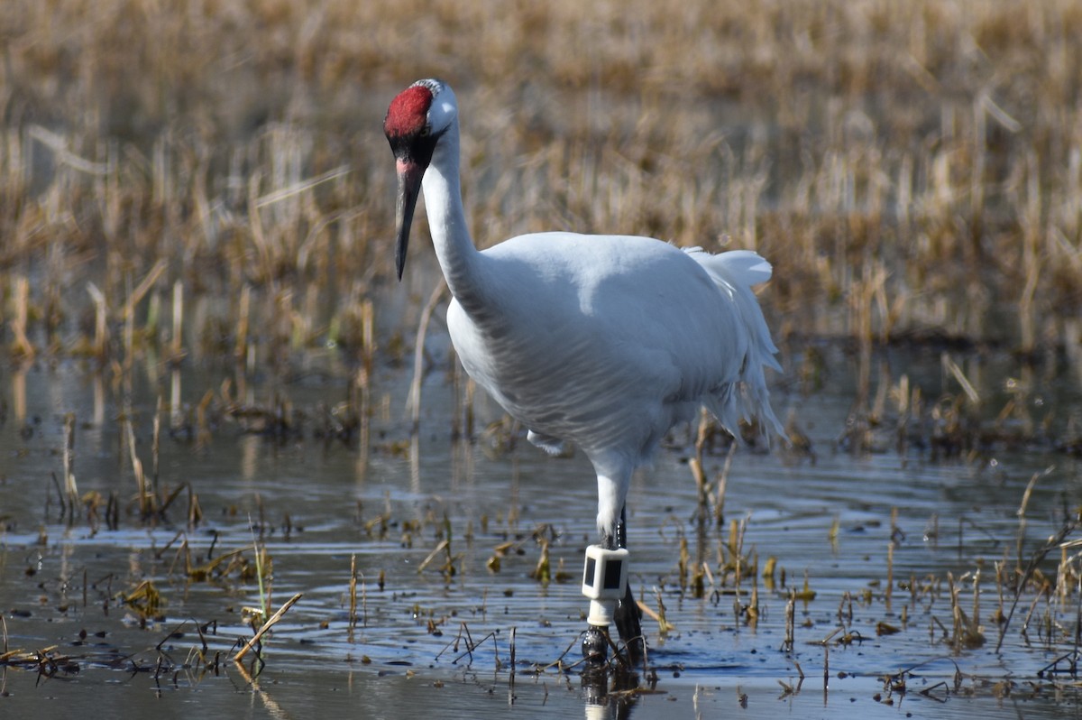 Whooping Crane - ML614623827