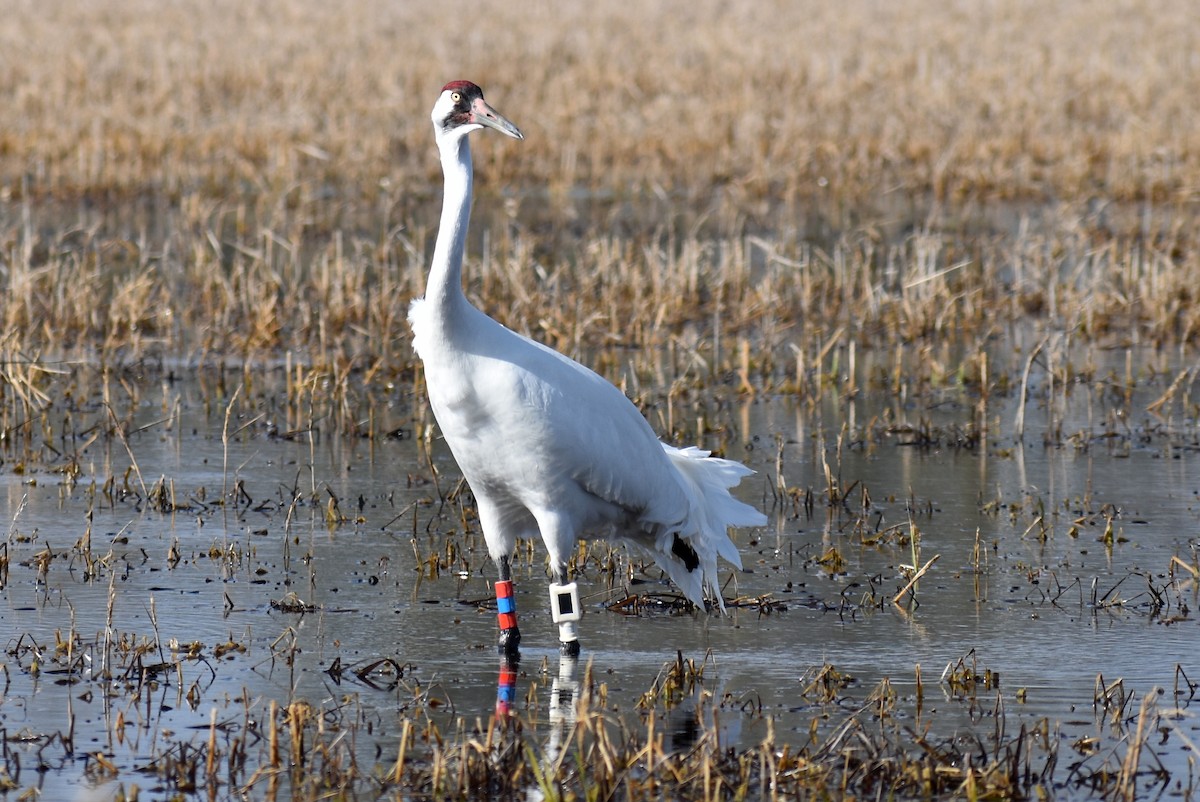 Whooping Crane - ML614623828