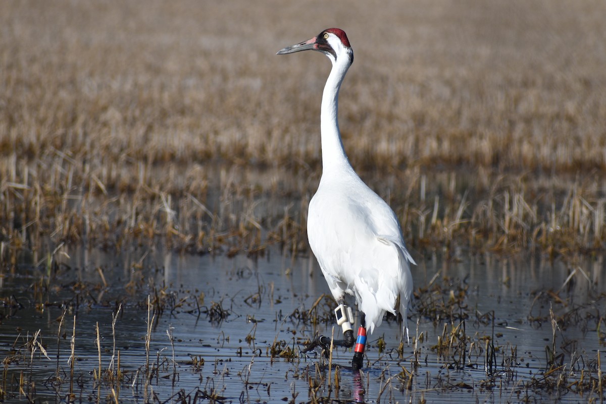 Whooping Crane - ML614623829