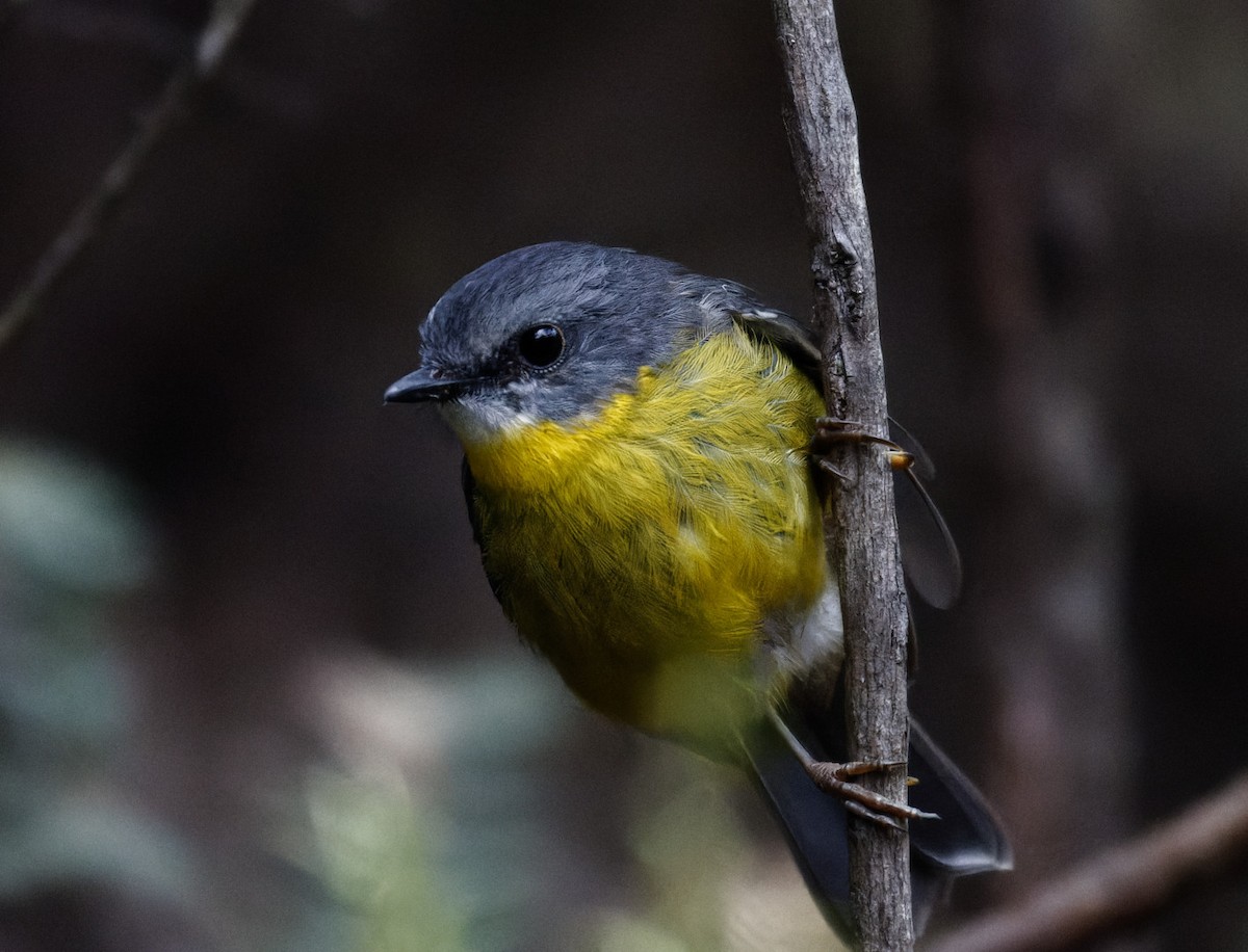 Eastern Yellow Robin - ML614623975