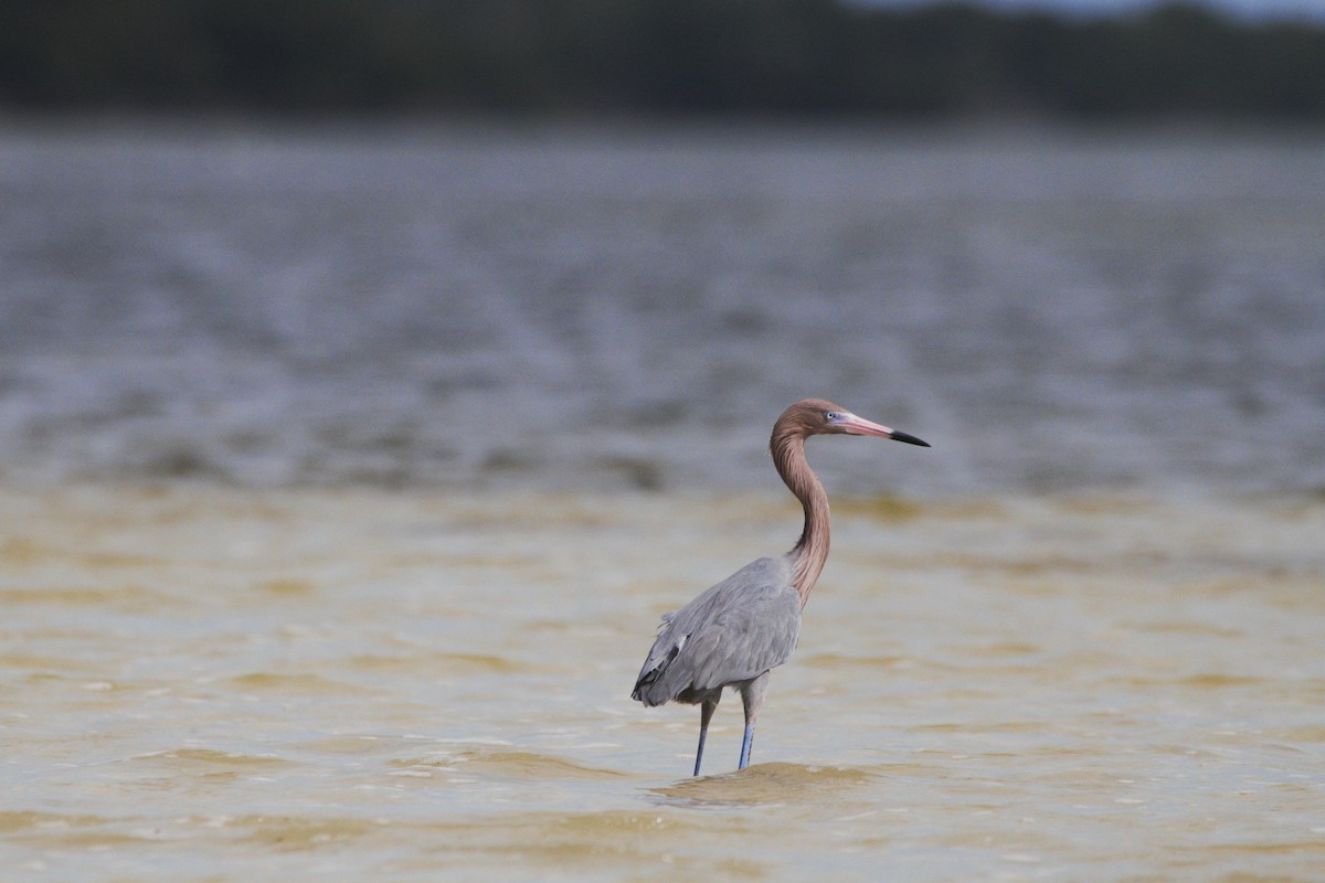 Reddish Egret - ML614623993