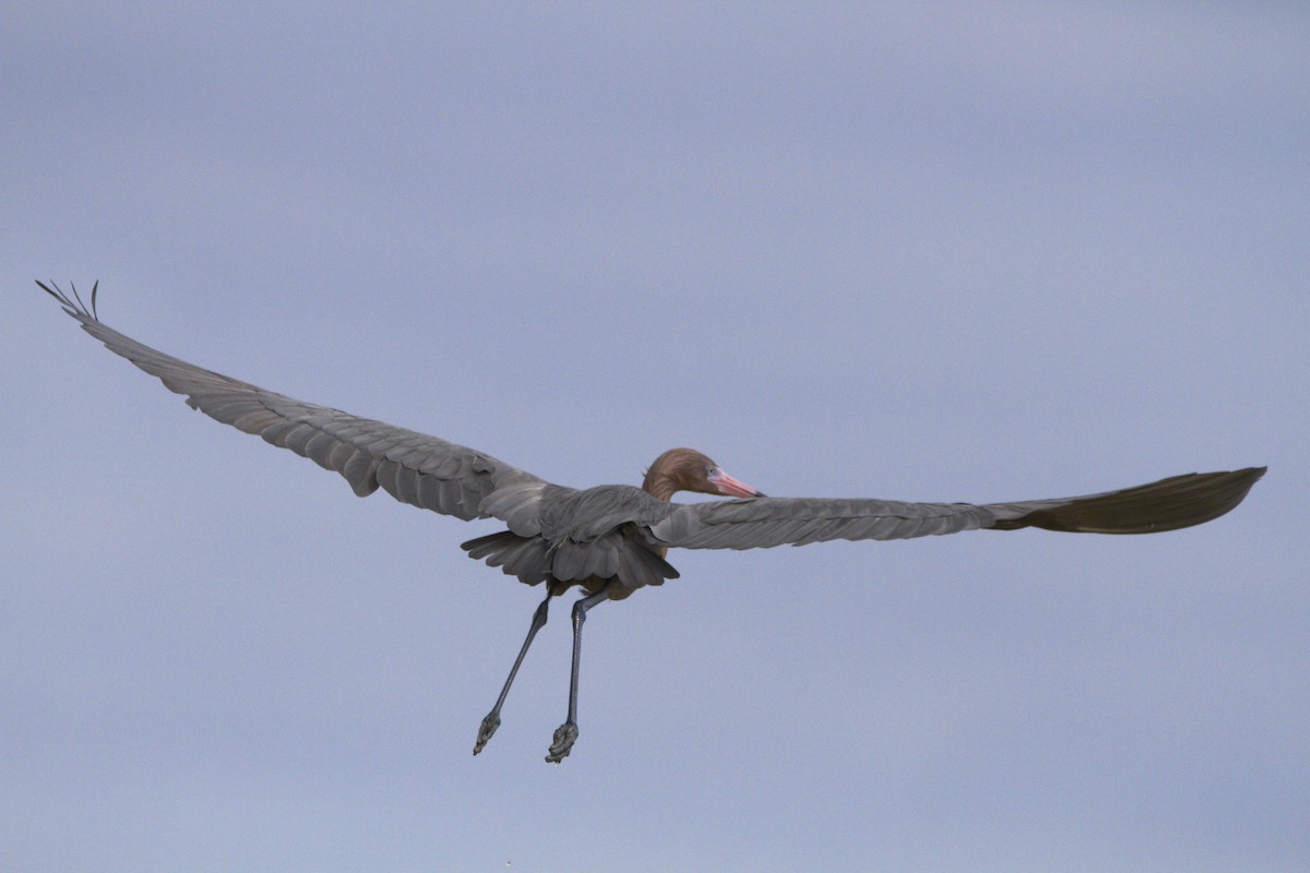 Reddish Egret - ML614623996