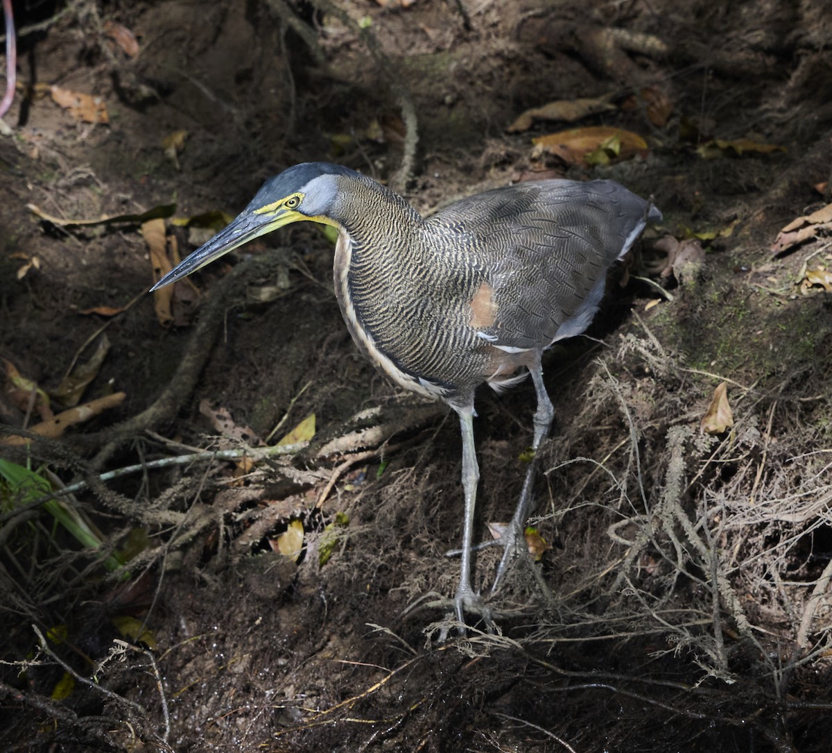 Bare-throated Tiger-Heron - ML614624093