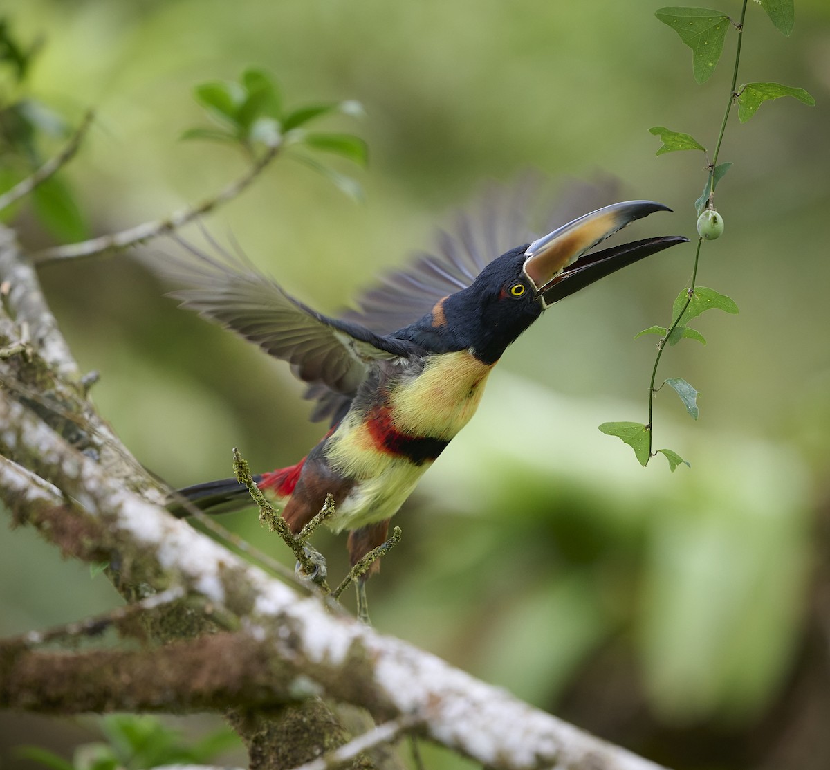 Collared Aracari - ML614624101