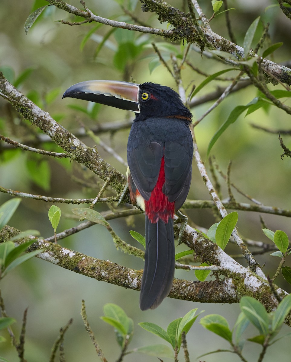 Collared Aracari - ML614624105