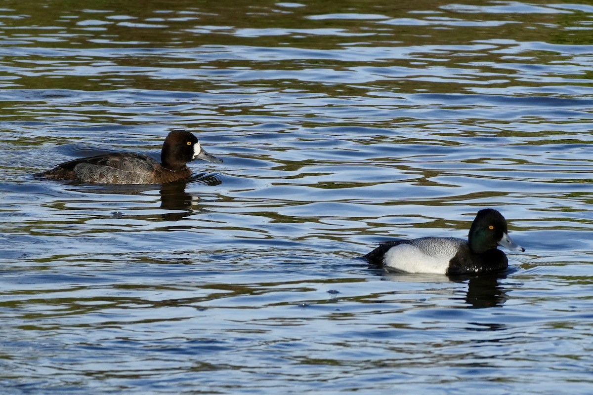 Lesser Scaup - ML614624118