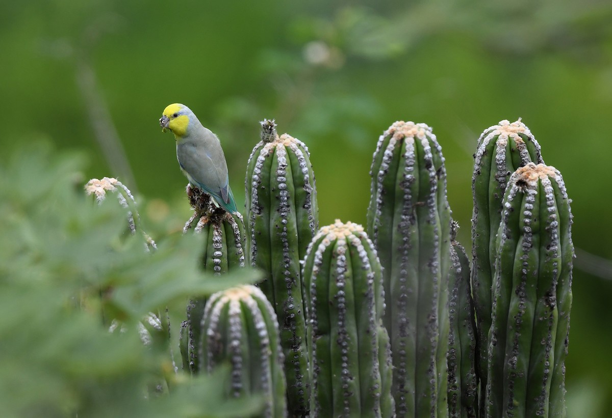 Yellow-faced Parrotlet - Joshua Vandermeulen