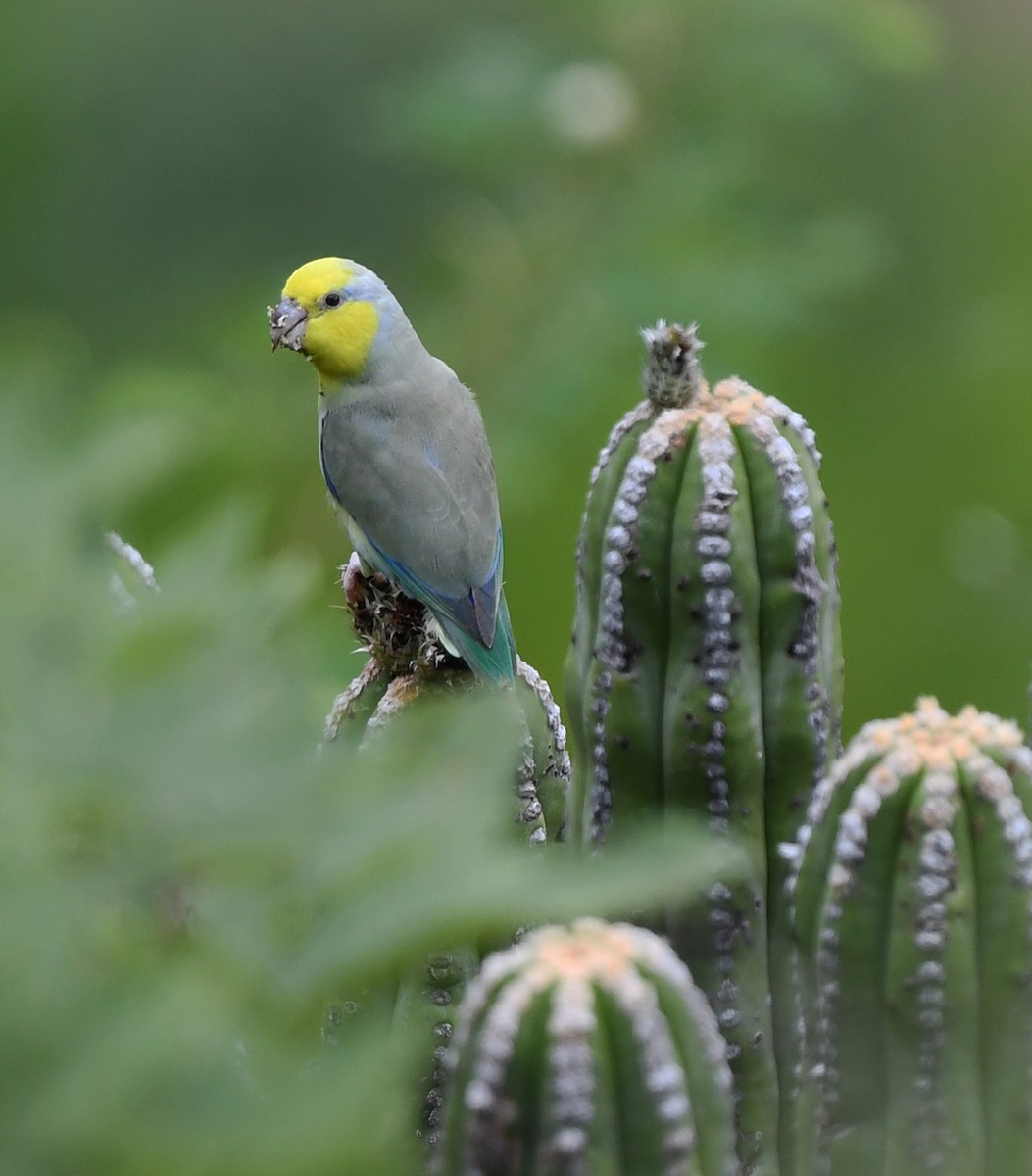 Yellow-faced Parrotlet - Joshua Vandermeulen