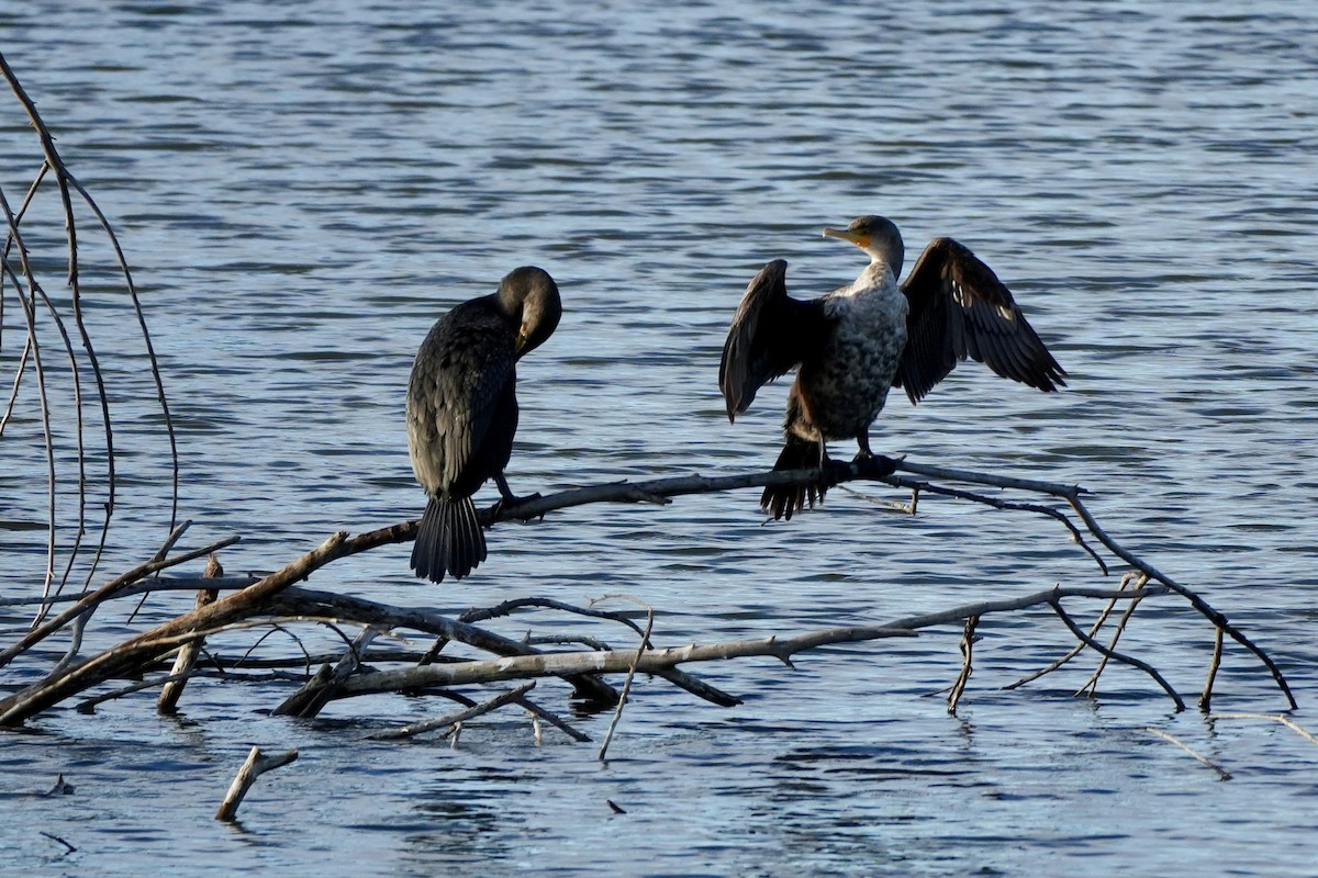 Double-crested Cormorant - ML614624188